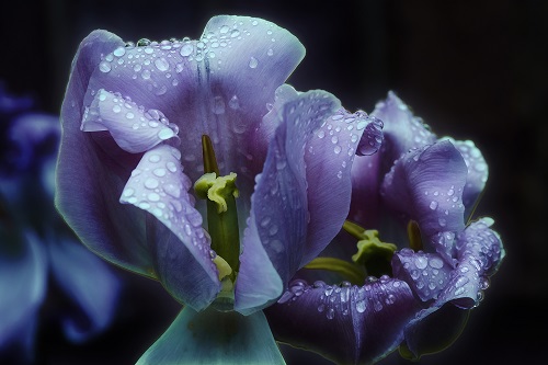 Like Tulips In Rain.jpg